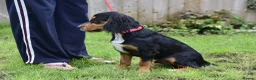 Cocker Spaniel dogs for sale: 5 Months Old Male Working Cocker KC Reg - Advert 3