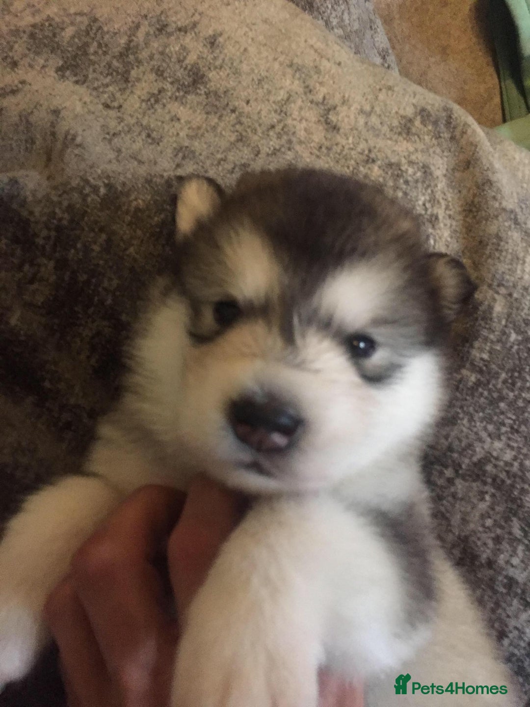 Alaskan Malamute dogs for sale: pure breed alaskan malamutes for sale - Advert 3