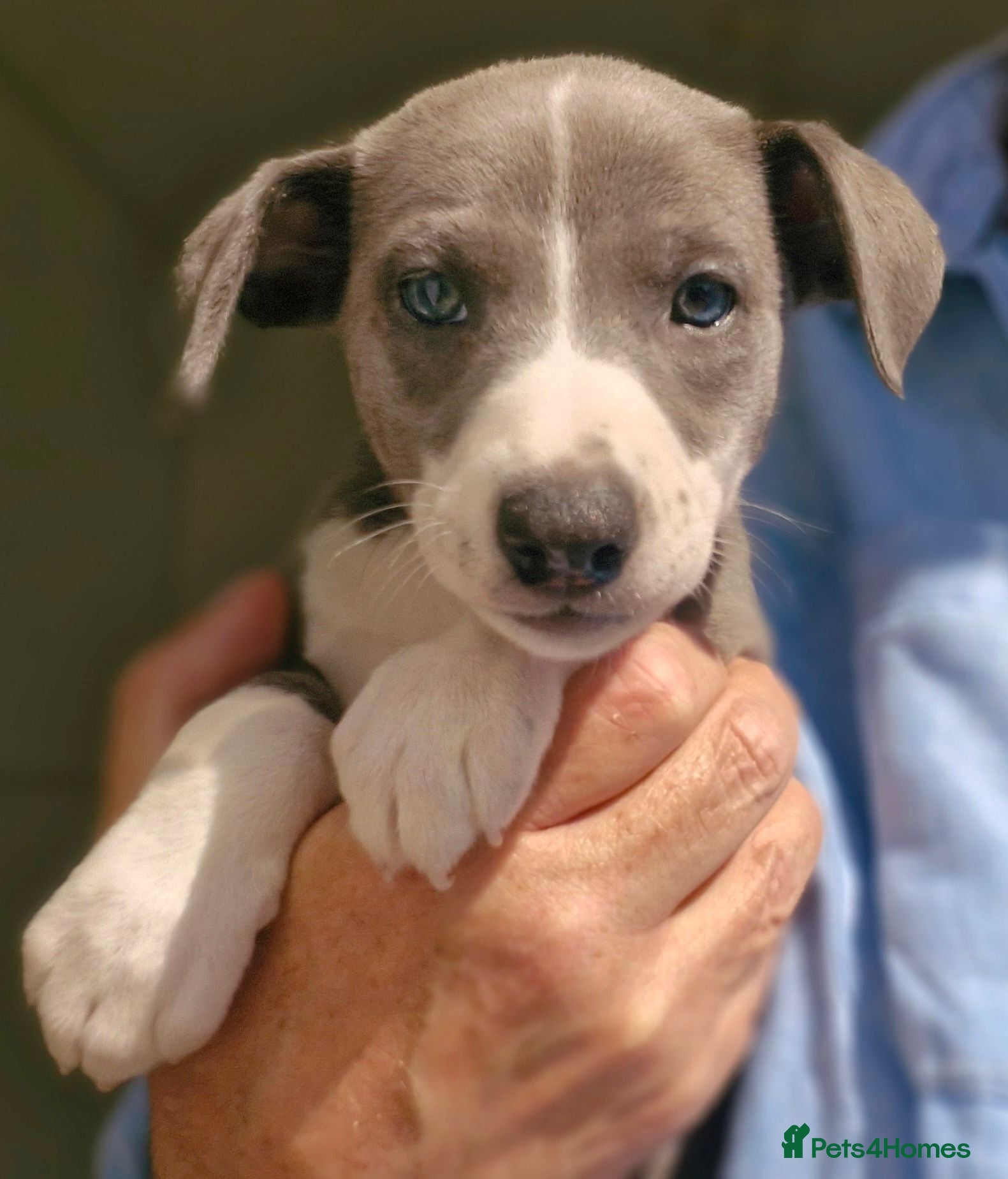 Whippet dogs KC Whippet Puppies.  - Advert 2