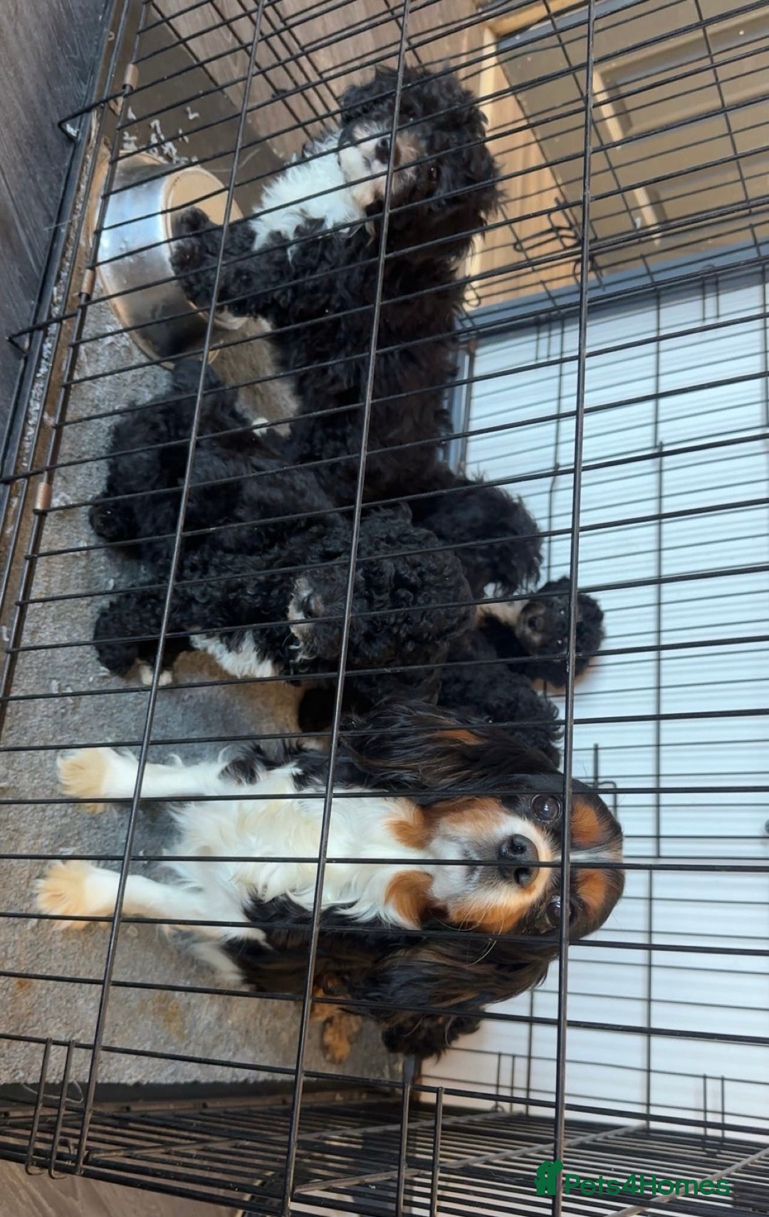 Cavapoo dogs for sale: Beautiful Cavapoos’s  - Advert 2