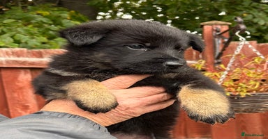 German Shepherd dogs - Advert 10