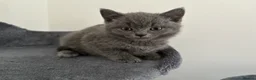 British Shorthair cats for sale: READY NOW British Shorthair Kitten - Advert 2