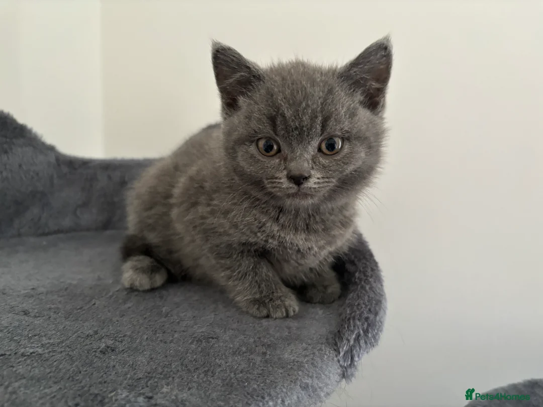 British Shorthair cats for sale: READY NOW British Shorthair Kitten - Advert 2