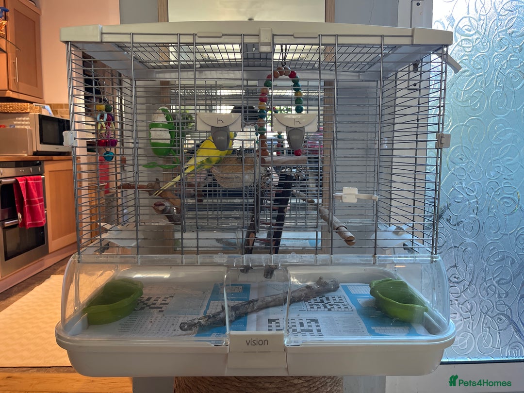 Budgerigars birds for sale: 1 male budgie for sale with cage - Image 1