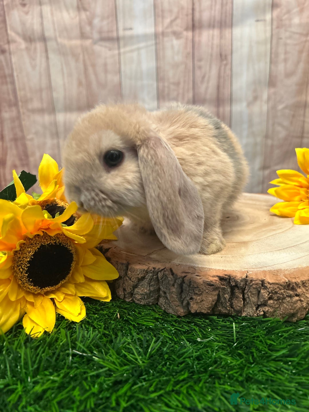 Mini Lop rabbits for sale: Gorgeous mini lops - yellow litter - Image 5