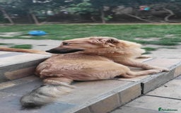 Mixed Breed dogs for adoption: BARLEY, 6mo, small - loves dogs, kids,cats/loving - Image 10