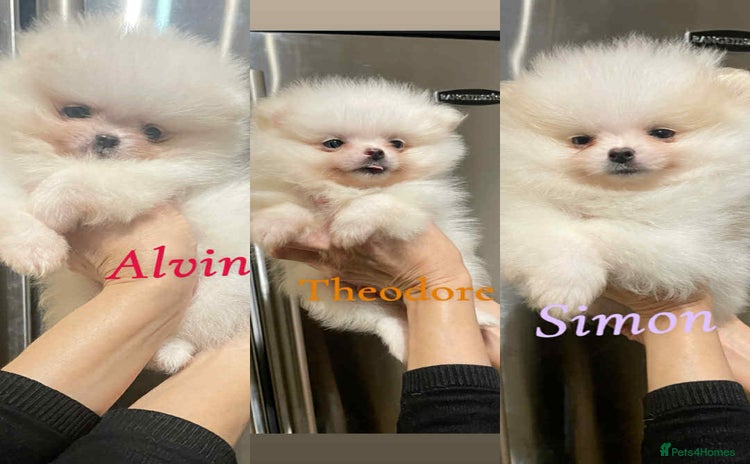 Pomeranian dogs - Advert 4