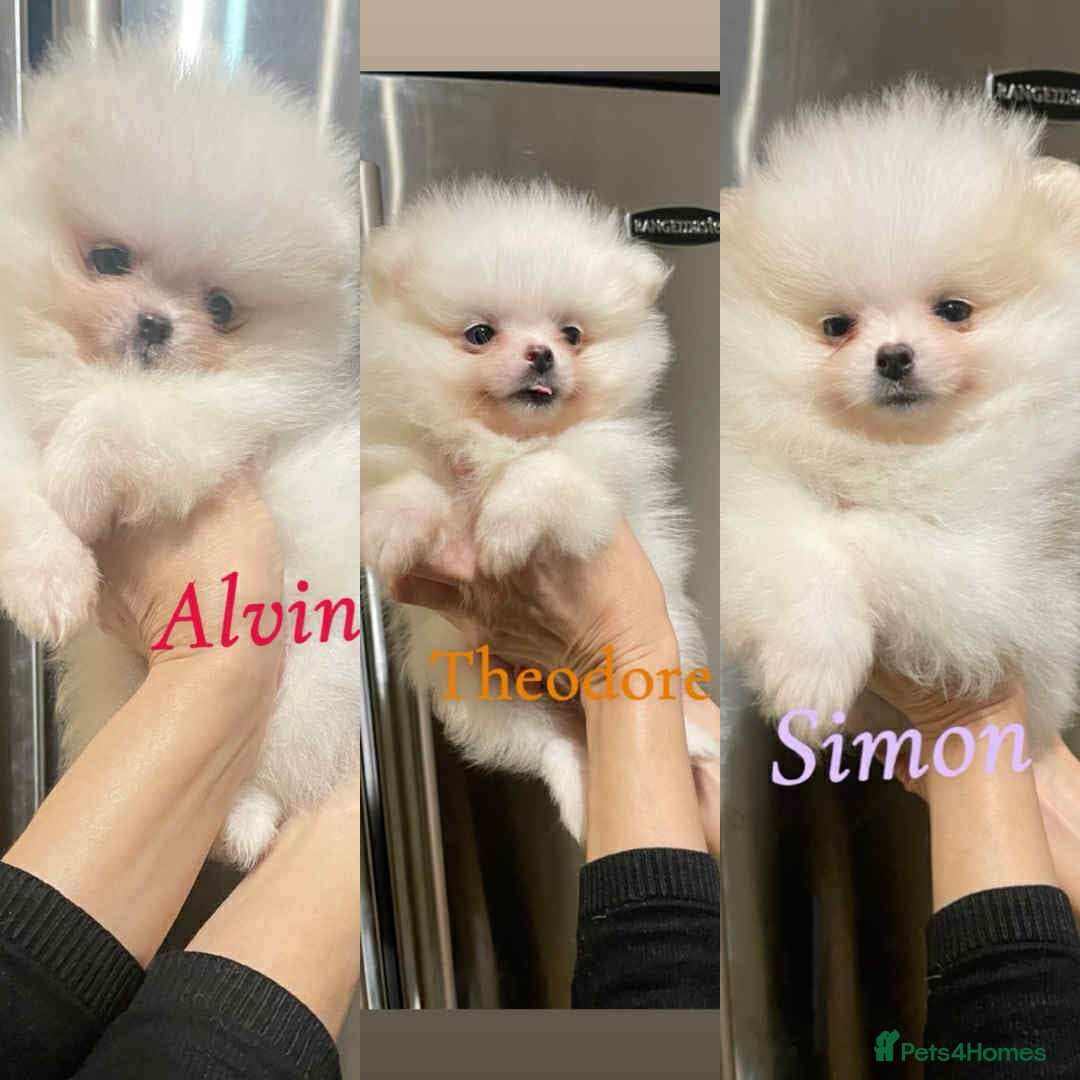Pomeranian dogs for sale: 💝💝High-quality Beautiful boys💝💝 - Image 1