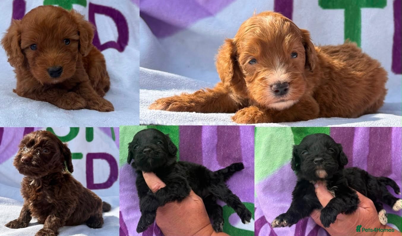 Cockapoo dogs F1 mini Cockapoo’s 30 dna health tested clear  - Advert 1