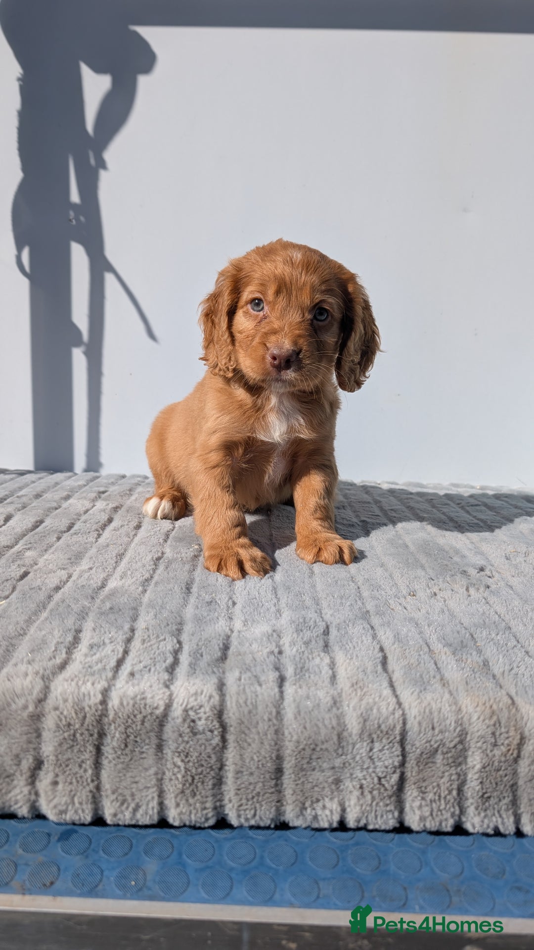 Cocker Spaniel dogs for sale: Adorable cocker pups  - Image 6