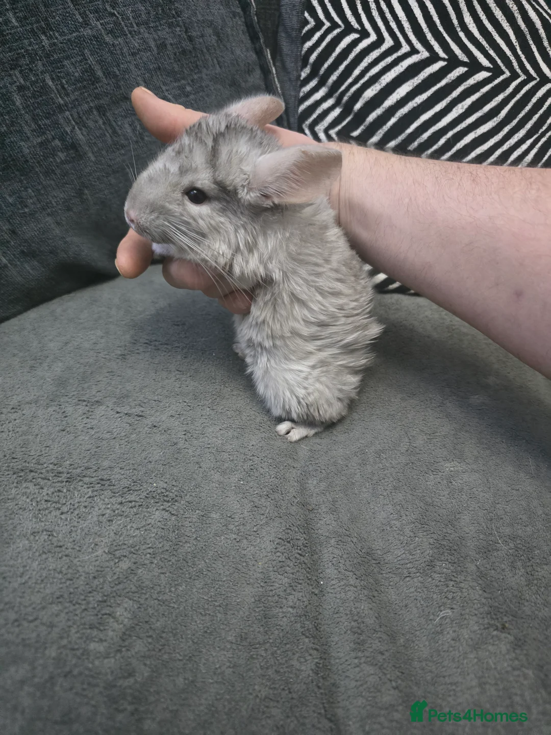 Chinchilla rodents for sale: Lovely Hetero baige Chinchilla kits  - Advert 10