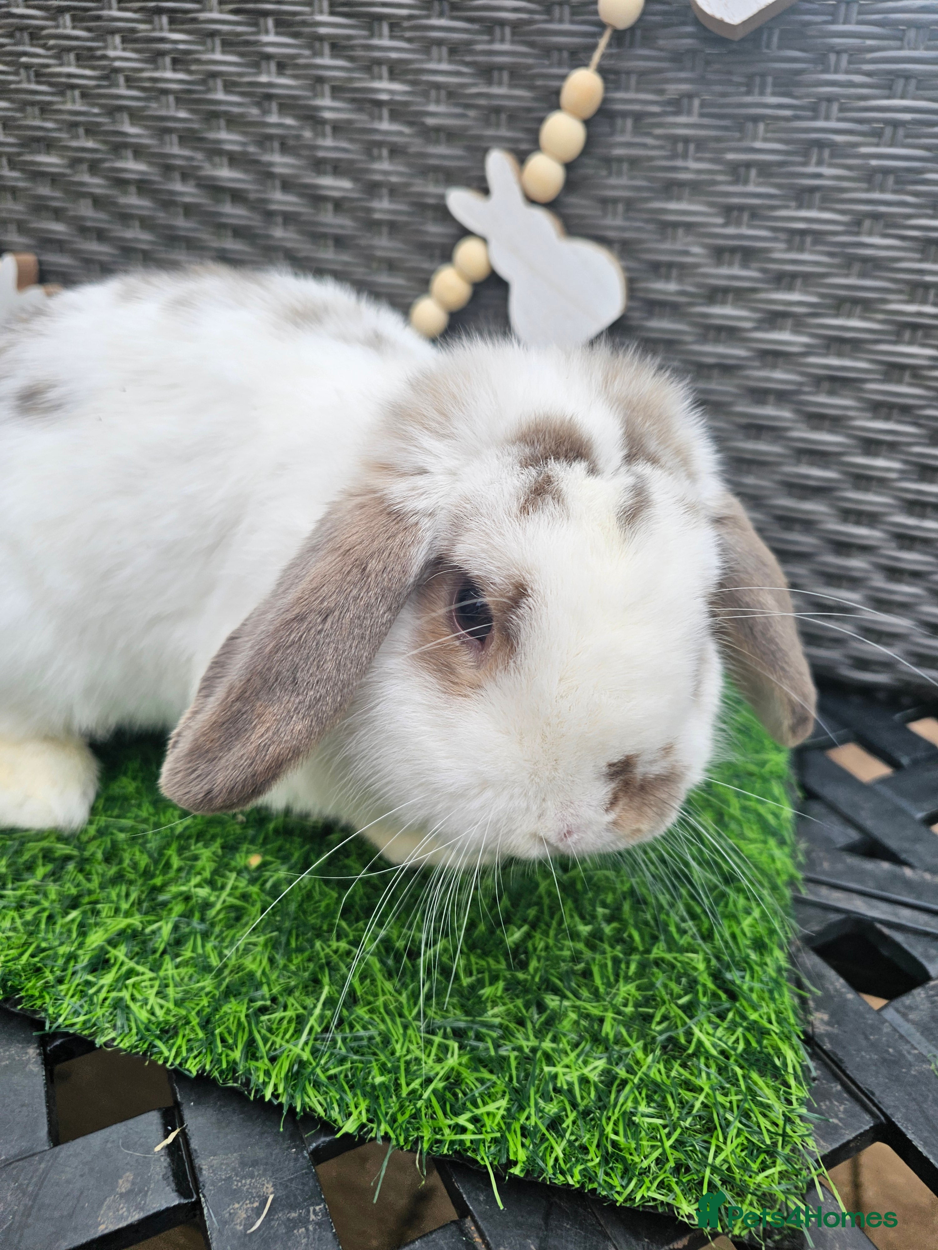 Mini Lop rabbits Mini Lop Buck 10 month old - Advert 7