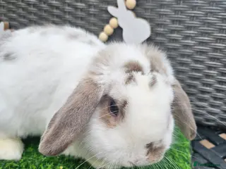 Mini Lop rabbits Mini Lop Buck 10 month old - Advert 7