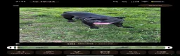 Olde English Bulldogge dogs for sale: Olde English bulldog - Advert 3