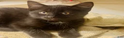 Mixed Breed cats for sale: Long Haired Velvet Black Kittens - Advert 1