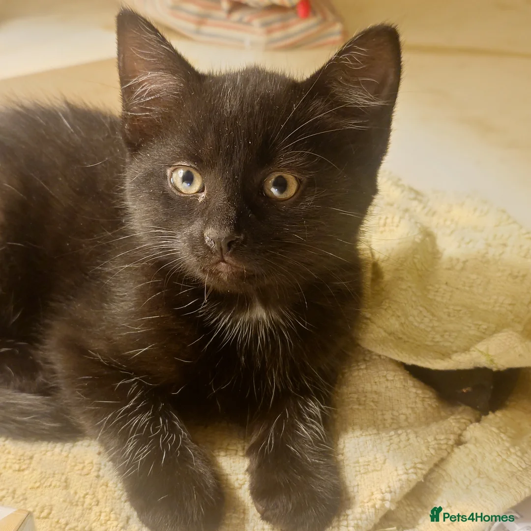Mixed Breed cats for sale: Long Haired Velvet Black Kittens - Advert 1