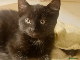 Mixed Breed cats Long Haired Velvet Black Kittens - Advert 1