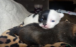 Pomeranian dogs for sale: Pomeranian puppies!  - Image 4