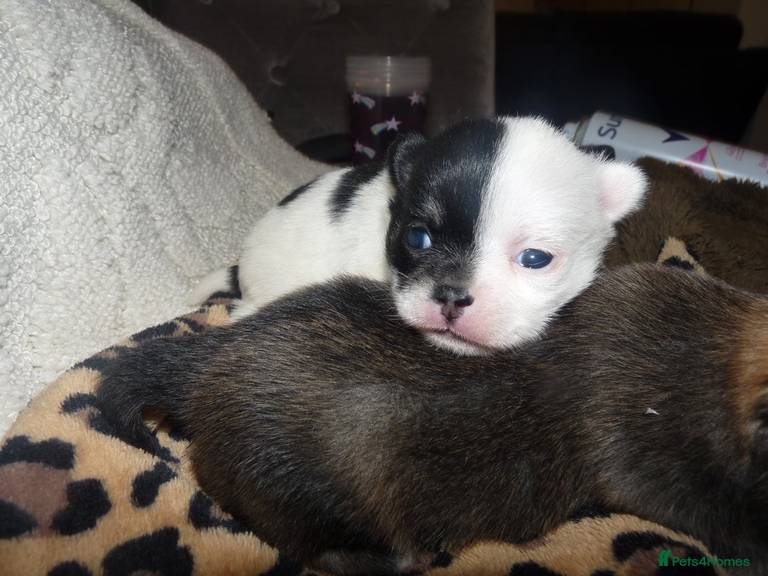 Pomeranian dogs for sale: Pomeranian puppies!  - Image 4