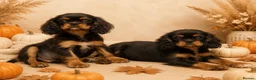 Cavalier King Charles Spaniel dogs for sale: Beautiful litter of cavalier pups ready now 💕 - Advert 6
