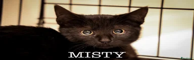 Misty