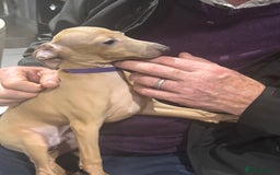 Italian Greyhound dogs for sale: Cream and fawn collection of autumn beauties  - Image 12