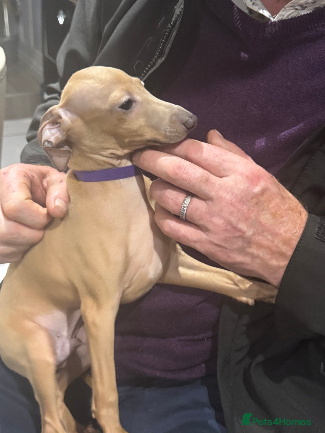 Italian Greyhound dogs for sale: Cream and fawn collection of autumn beauties  - Image 12