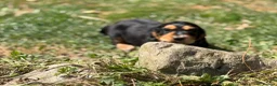 Cocker Spaniel dogs for sale: Stunning cocker pups kc reg ready now - Advert 5