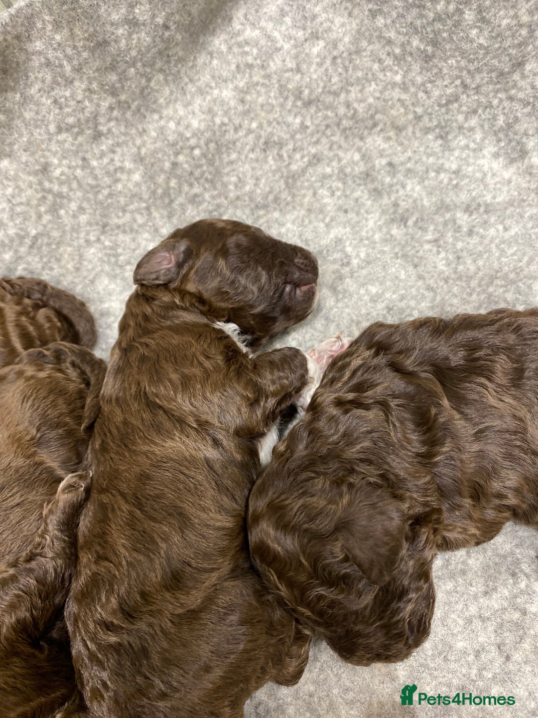Lagotto Romagnolo dogs for sale: Lagotto Romagnolo puppies  - Advert 12
