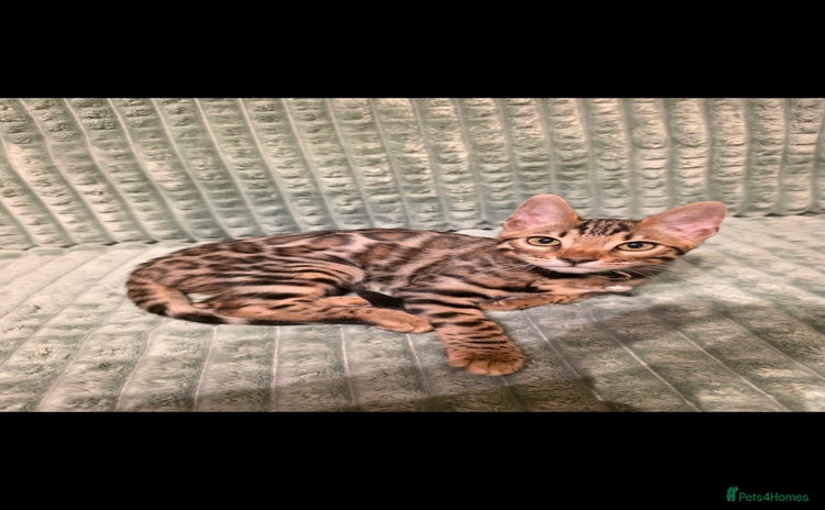 Bengal cats - Advert 3