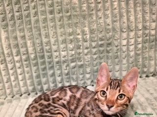 Bengal cats - Advert 29