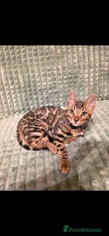 Bengal cats - Advert 3