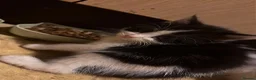Mixed Breed cats for sale: Cute kittens almost ready for their forever homes - Advert 4