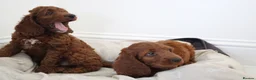Irish Doodle dogs for sale: Stunning male Irish doodle puppies - Advert 10