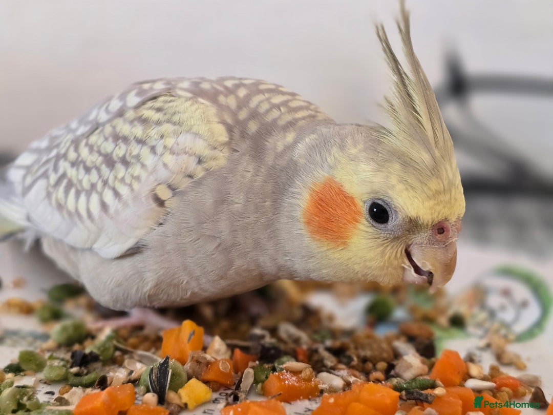 Cockatiels birds for sale: Sociable young Pearl Cockateil - Image 7