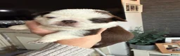 Pug dogs for sale: Kc lilac and choc pugs - 5 star licenced breeder - Advert 33