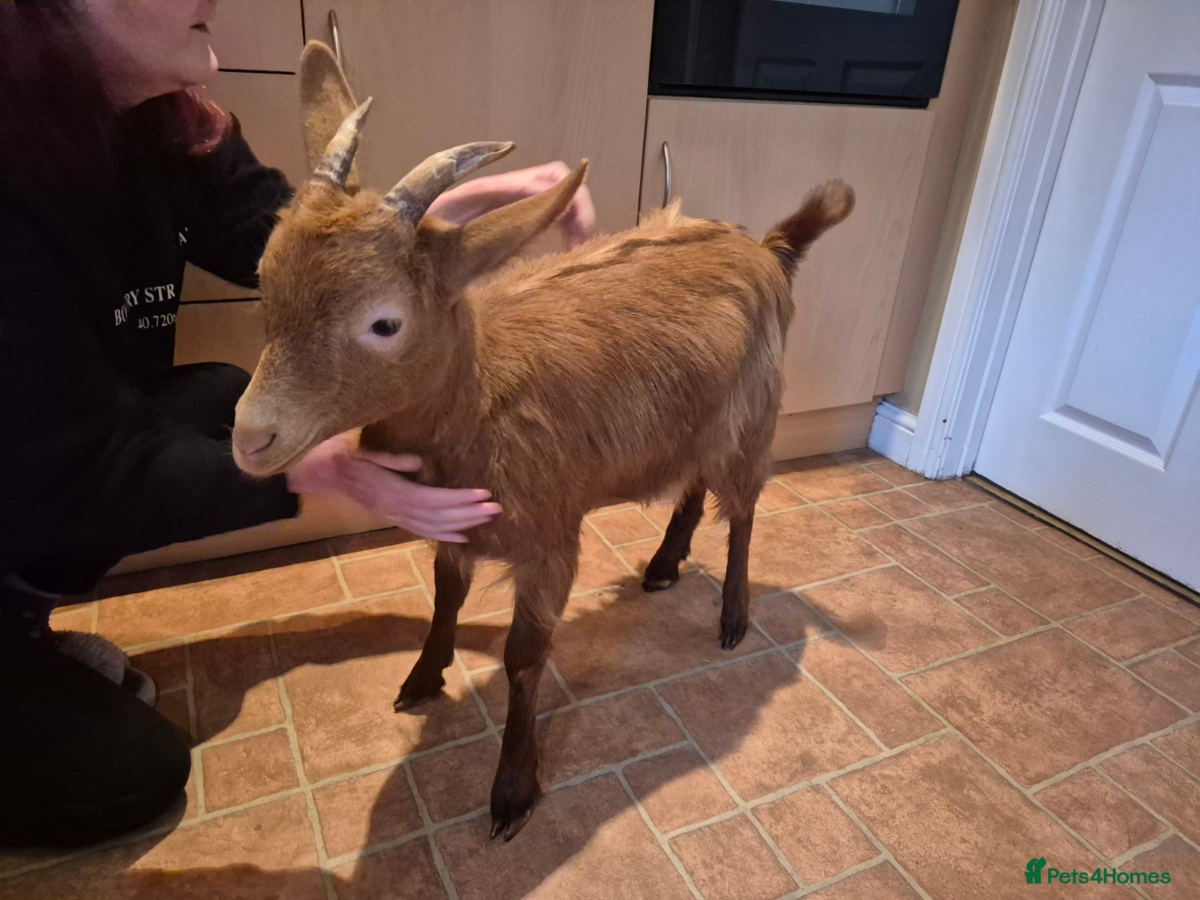 Goats livestock Female British Gurnsey Goat Kid - Advert 5