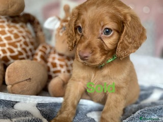 Cockapoo dogs Cockapoo puppies 💜 - Advert 17