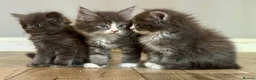 Mixed Breed cats for sale: Stunning Maine coon cross ragdoll kittens ready - Advert 11