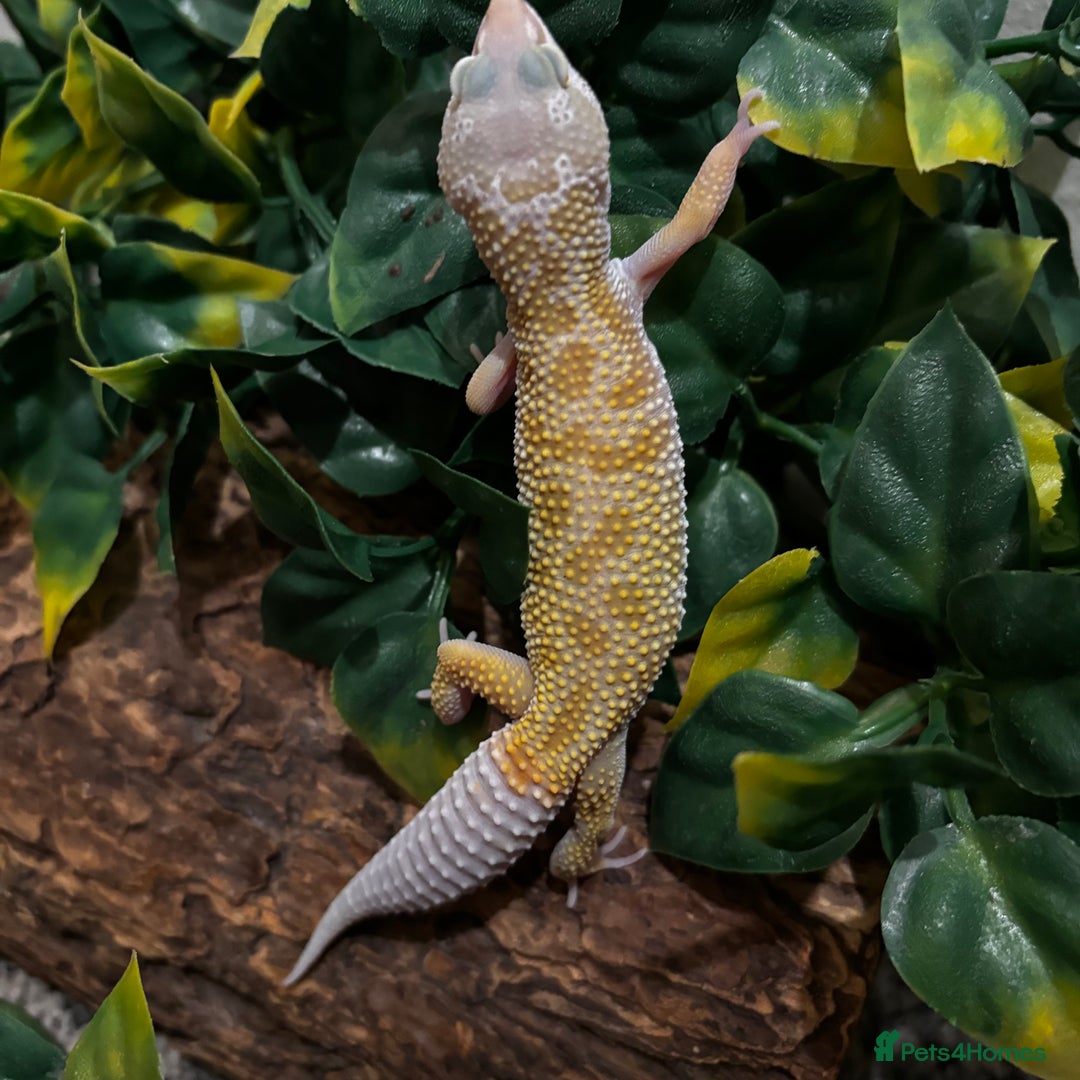 Gecko reptiles for sale: Variety Of Leopard Geckos And Sub-Species For Sale in Fleet - Image 12