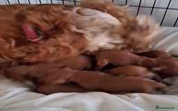 Cockapoo dogs for sale: 8 cockapoo puppies ( 5 boys and 3 girls) - Image 5