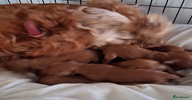 Cockapoo dogs - Advert 15