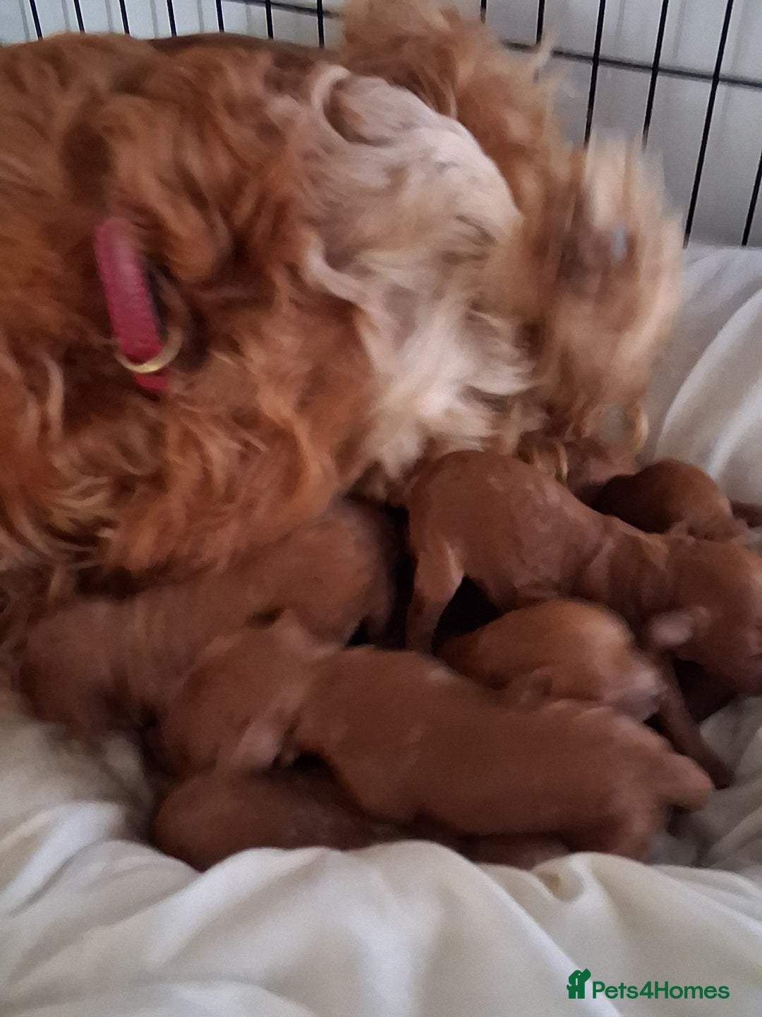 Cockapoo dogs for sale: 8 cockapoo puppies ( 5 boys and 3 girls) - Image 5