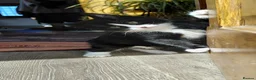 Mixed Breed cats for sale: 5 tuxedo kitten 9 weeks in Romford - Advert 4