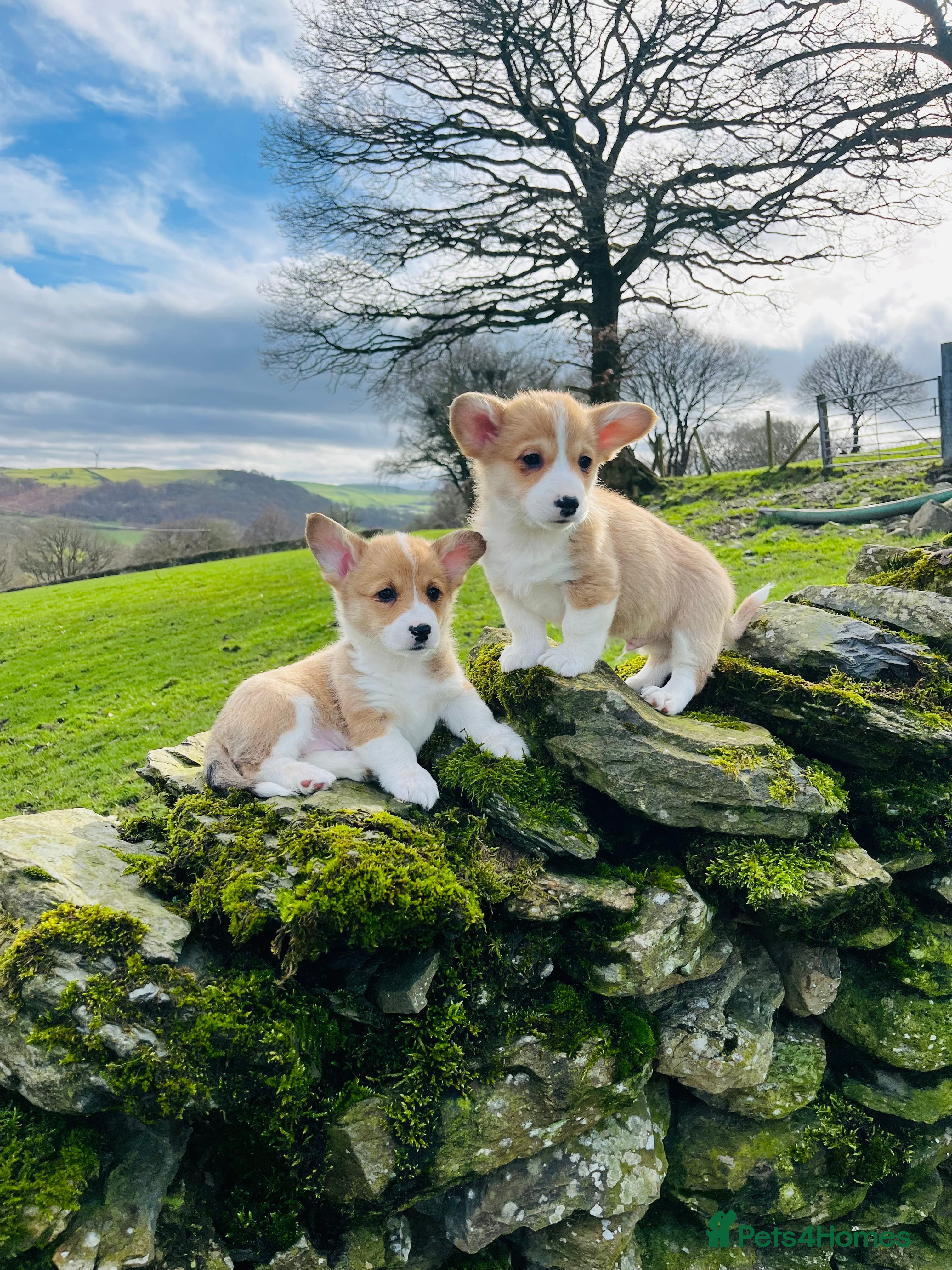 Welsh Corgi Pembroke dogs KC reg Welsh Corgi Pembroke puppies - Advert 10