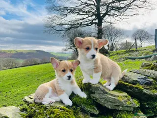 Welsh Corgi Pembroke dogs KC reg Welsh Corgi Pembroke puppies - Advert 2