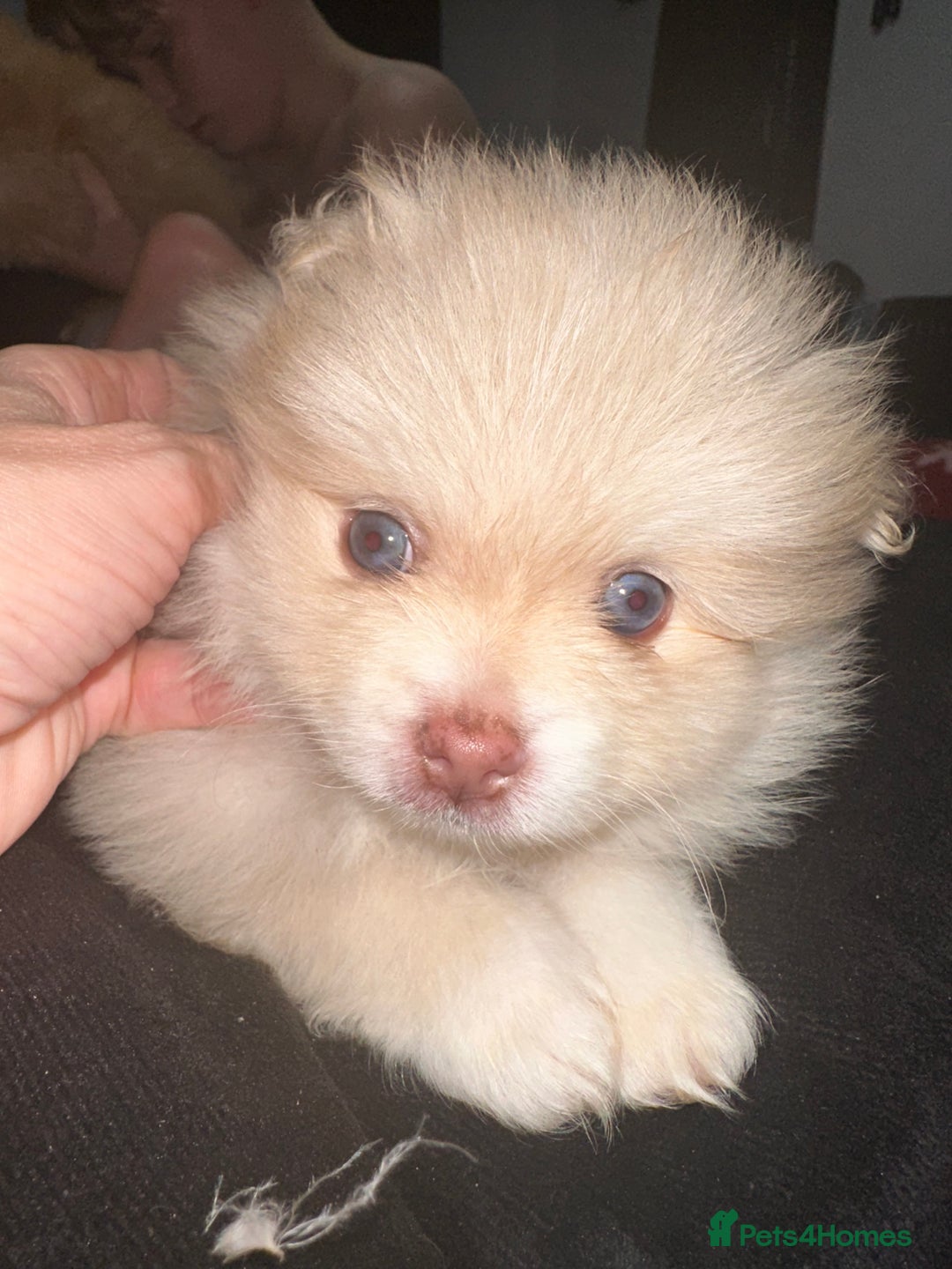 Pomeranian dogs for sale: Blue eye boy and Tiny golden girl poms ready now  - Image 9