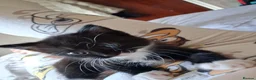 Mixed Breed cats for sale: Female tuxedo kitten needing loving home - Advert 4