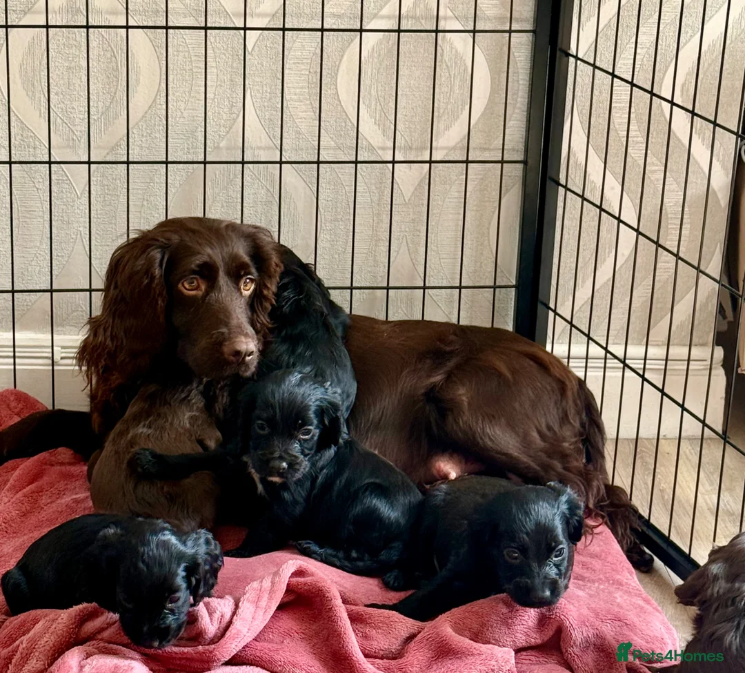 Cocker Spaniel dogs for sale: 2 gorgeous cocker spaniel puppies left  - Advert 1
