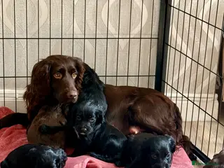 Cocker Spaniel dogs 2 gorgeous cocker spaniel puppies left - Advert 2